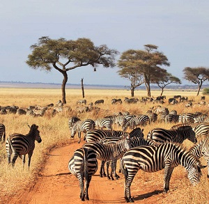 Black and White Zebras grazing on a plain