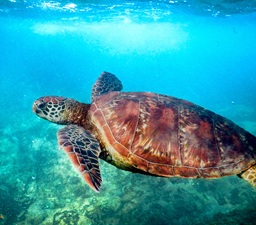 Giant sea turtle swimming in crystal blue water