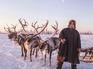 Norwegian Man with three reindeer standing on snow