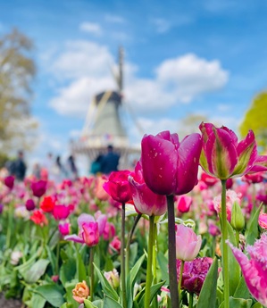 A bright red tuplip with a windmill in the background