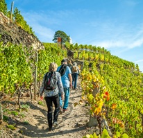 Several people walking along a hiking trail through green vinyards