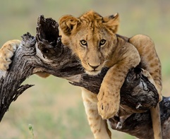 A young brown lion cub hanging out on a tree branch